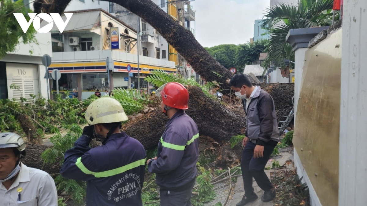 Cây xanh trong trường học bật gốc, ngã đổ khiến thai phụ bị thương nặng